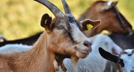 Цифровые ошейники помогают норвежским фермерам пасти коз