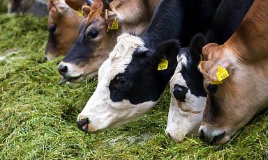 Объём реализации молока в сельхозорганизациях вырос на 2,7%