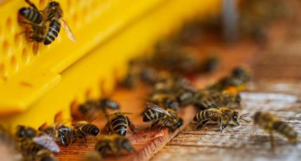 Какую угрозу несет глобальное потепление пчелам