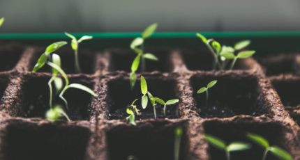 «Полезная плесень» ускоряет рост растений в пять раз