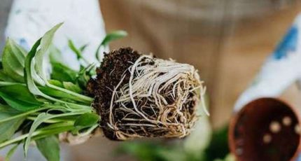 Выращенные на загрязненной почве овощи впитывают микропластик через корневую систему