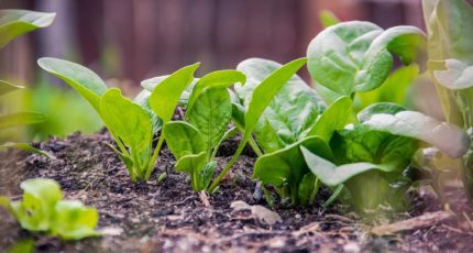 Феноменальный шпинат – 5 причин выращивать этот суперпродукт в своем огороде