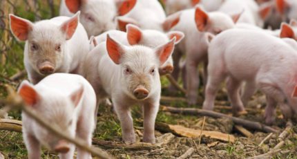 Ученые вывели устойчивых к РРСС генно-модифицированных свиней