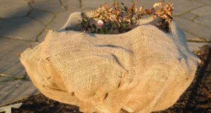 Ледяной дождь и суровые холода не страшны: выбираем укрывной материал для сада