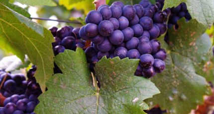 Объем поддержки виноградарства и виноделия в РФ до 2030 году составит более 26 млрд рублей