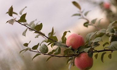 Производство яблок в России увеличилось в 1,3 раза