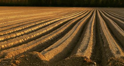 Чем опасна повышенная кислотность почвы для сельхозкультур