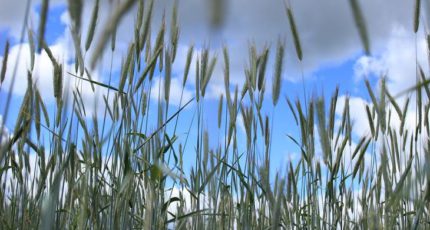 В 2021 году Новосибирская область впервые экспортировала зерно тритикале