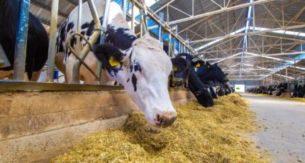 Стартовал отбор заявок для предоставления субсидии на приобретение кормов для молочного крупного рогатого скота в 2021г.