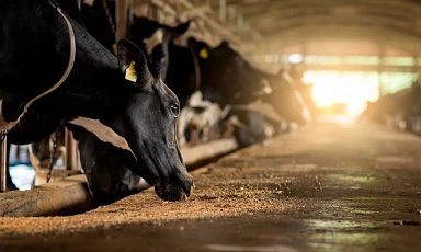 Продуктивность коров голштинской породы выросла на 23% за последние 20 лет