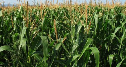 Кукуруза оказалась экологичнее пшеницы и рапса