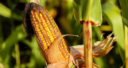 Возобновляемый природный газ из кукурузы отапливает дома и офисы в Айове