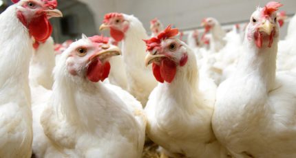 Российским предприятия могут разрешить вакцинировать стада от гриппа птиц