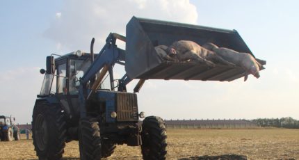 В России из-за АЧС ликвидировали миллион свиней