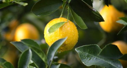 Как вырастить лимон на подоконнике и правильно за ним ухаживать