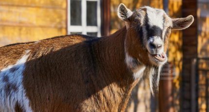 Почему козы скрипят зубами – 3 самые опасные причины