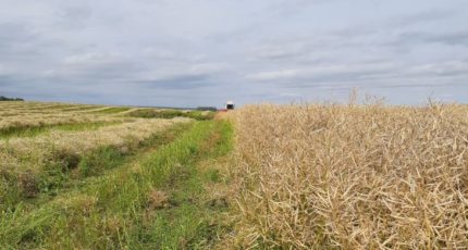 Вологодская область наращивает производство рапса и кукурузы