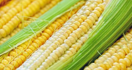 Баланс рынка кукурузы: объем рынка, самообеспеченность, потребление