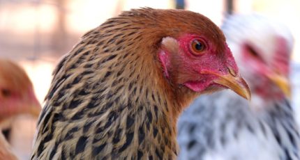 Ситуация с гриппом птиц в России может ухудшиться