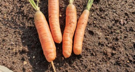 Как посадить морковь 2022 и мешковина вместо мульчи