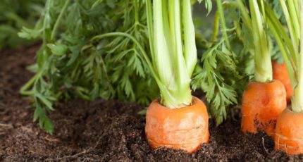 В 2022 году в России будут увеличены посевные площади под овощами открытого грунта и картофелем