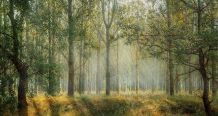 В Госдуме предложили развивать лесоводство в сёлах