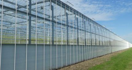 Почему диффузное стекло для теплиц увеличивает урожайность до 11%