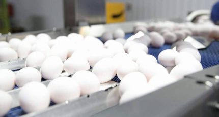 Россельхознадзор не отмечает системных перебоев с импортом инкубационного яйца в Россию