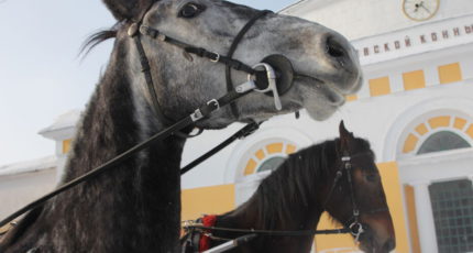 Хреновской конезавод признали лучшим коннозаводчиком лошадей орловской рысистой породы