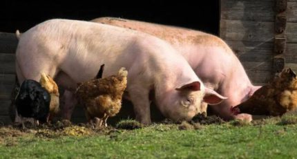 Россельхознадзор продолжит внеплановые проверки хозяйств на птичий грипп и АЧС