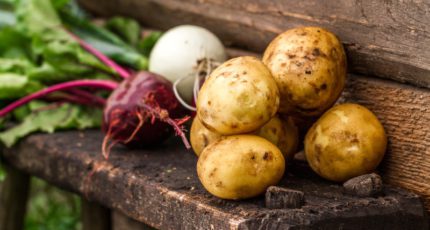 Производство отечественного картофеля и сахарной свеклы: о достижениях в области семеноводства аграрных институтов