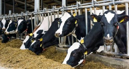 Воронежским производителям молока возместят часть затрат