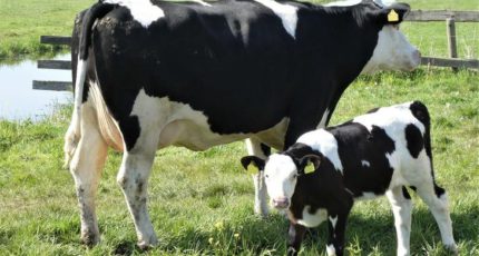 Ученые обновляют исследования кетоза у молочных коров