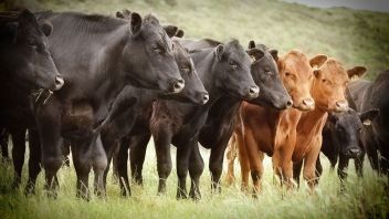 Породы в мясном скотоводстве и их использование в фермерских хозяйствах