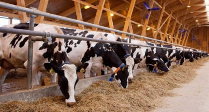 На фермах Агрохолдинга «СТЕПЬ» удой молока более чем в два раза выше среднего по России