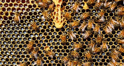 Новые правила Минсельхоза РФ для пчеловодов: на что обратить внимание