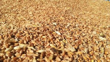 Россия снижает пошлину на экспорт пшеницы
