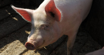 Воронежстат: поголовье свиней в регионе выросло на 20%