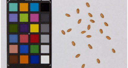 Ученые НГУ установили, как цвет зерна связан со сроками его хранения и всхожестью