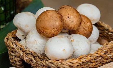 Производство культивируемых грибов в России увеличилось в 11 раз за пять лет