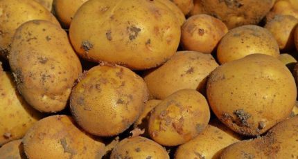 Для сверхраннего урожая картофеля фермеры Дагестана открыли посадку в феврале