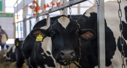 Ученые обнаружили у скота опасные для людей штаммы кишечной палочки