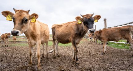 Минсельхоз определил порядок диагностики состояния микробиоты у скота