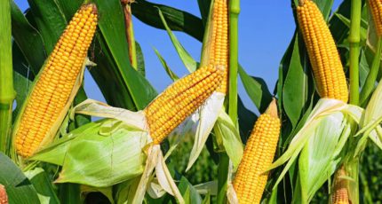 Опасное карантинное заболевание - диплодиоз кукурузы
