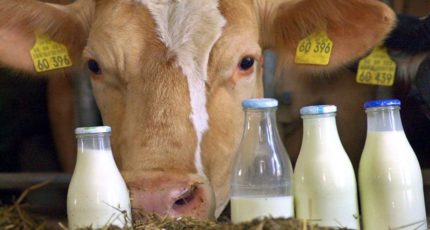 Минсельхоз: Производство молока в России за январь-февраль достигло 2,98 млн тонн