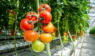 Производство тепличных овощей в России увеличилось на 11,1%