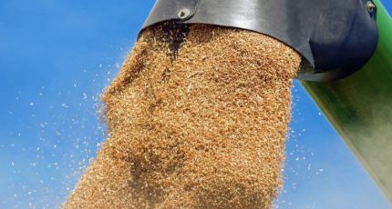 Дорогая пшеница из России на экспорт поднимает цены на пшеницу из других стран