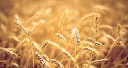 Птицеводы просят запретить экспорт из РФ фуражной пшеницы, шрота и другой продукции для отрасли