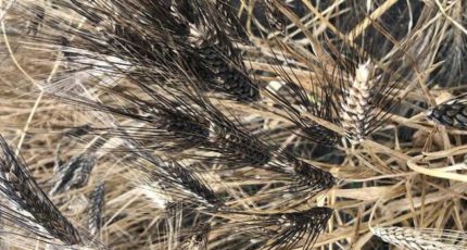 Пшеница из коллекции ВИР устойчива к бурой ржавчине в разных регионах России