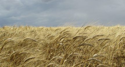 С 6 апреля резко повышают экспортную пошлину на российскую пшеницу